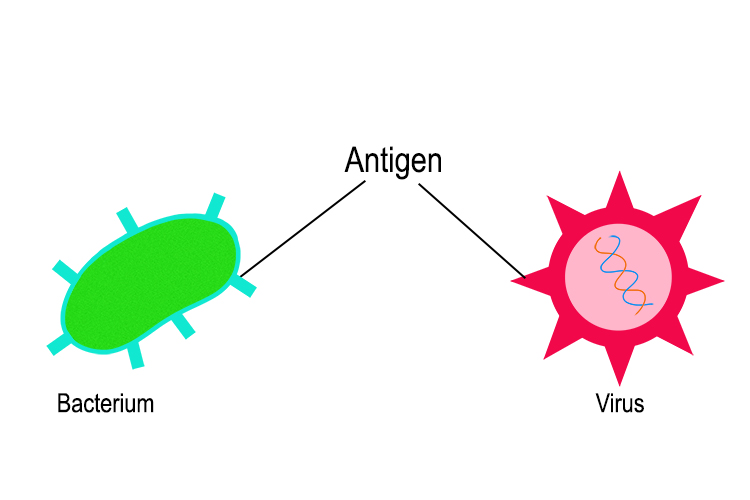 Antigen chemicals tell the immune system it is being attacked